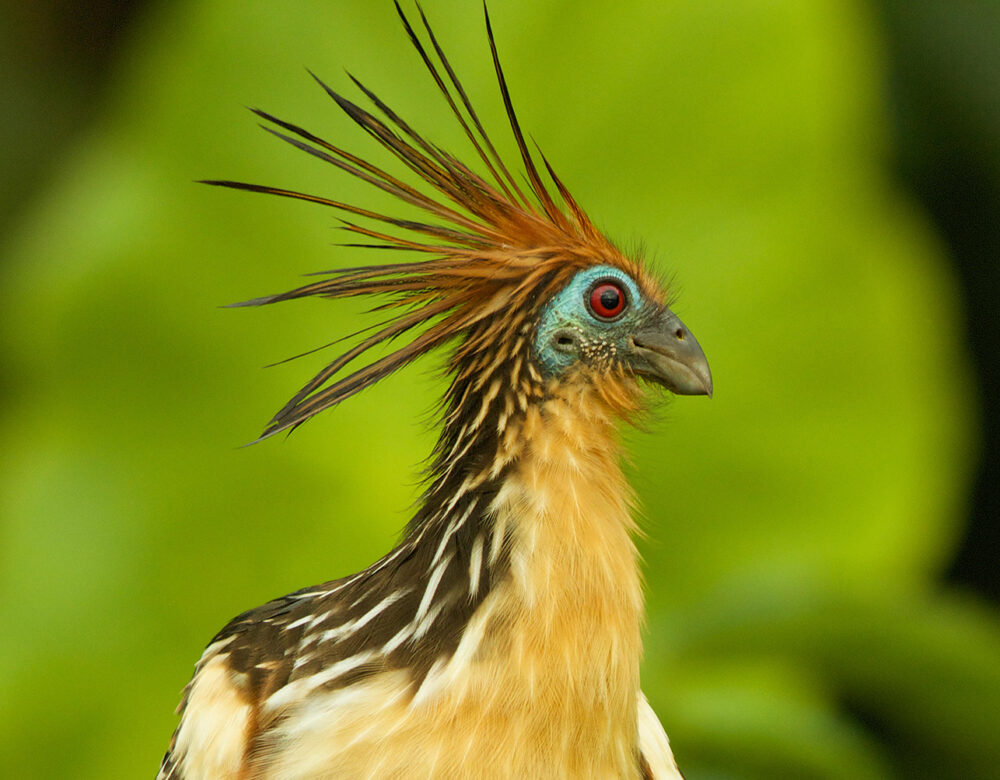 The Hoatzin