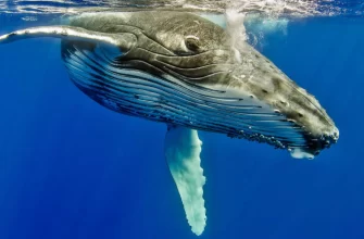 The Humpback Whale