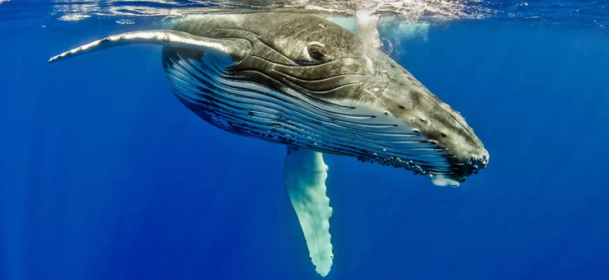 The Humpback Whale