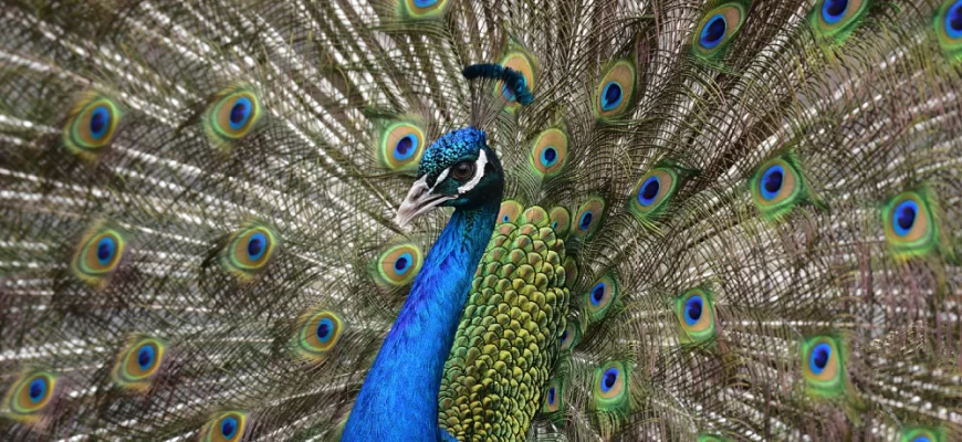 The Indian Peafowl