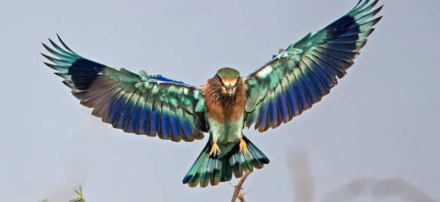 The Indian Roller