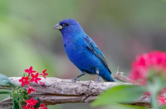 The Indigo Bunting