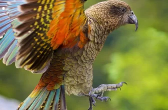 The Kea