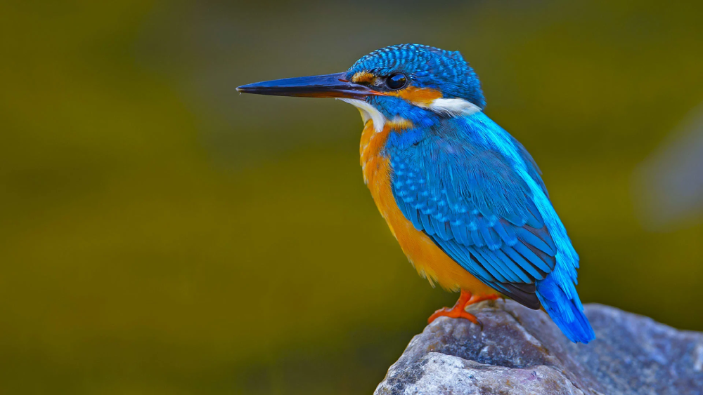 The Kingfisher