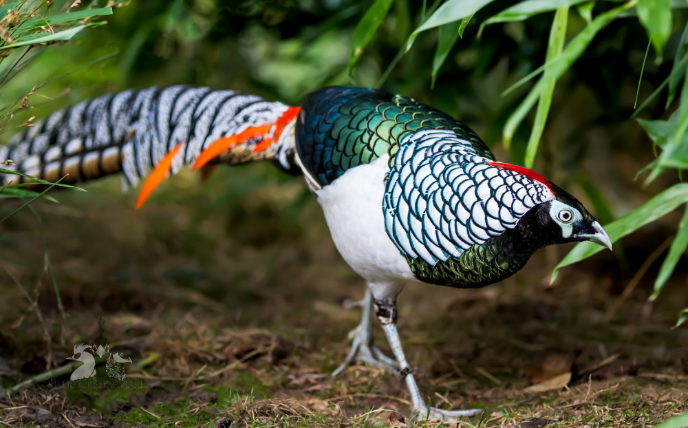 The Lady Amherst's Pheasant