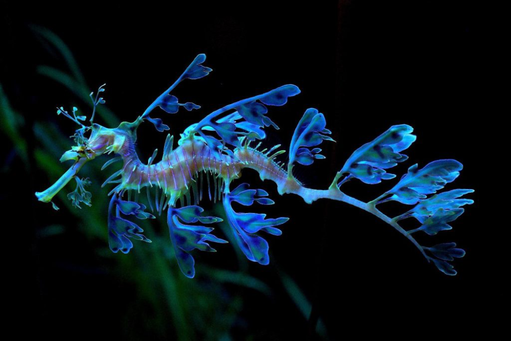 The Leafy Sea Dragon