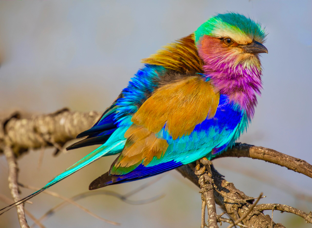 The Lilac-Breasted Roller