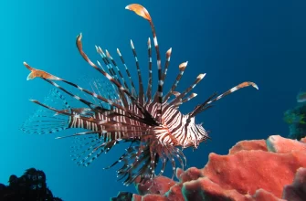 The Lionfish