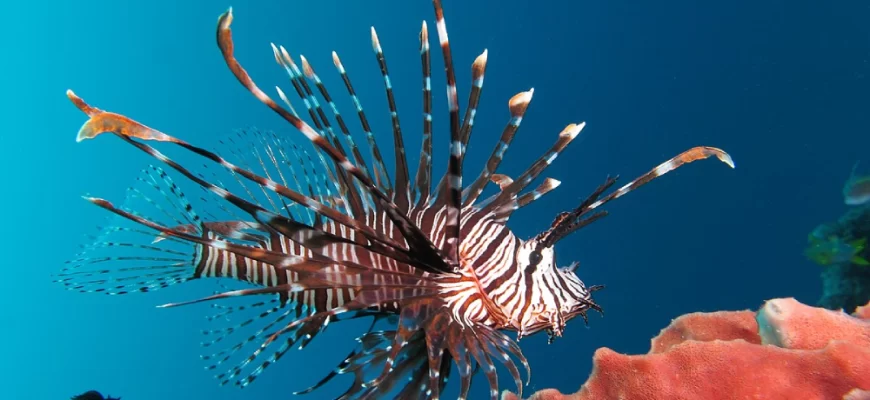 The Lionfish