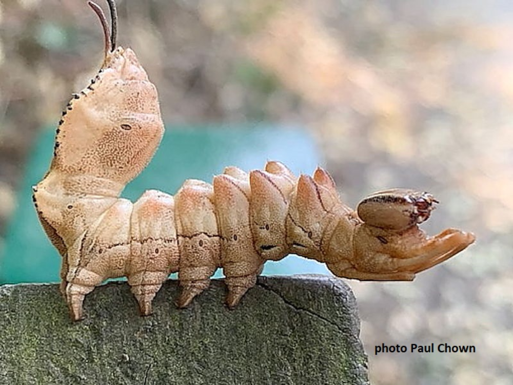 The Lobster Moth Caterpillar