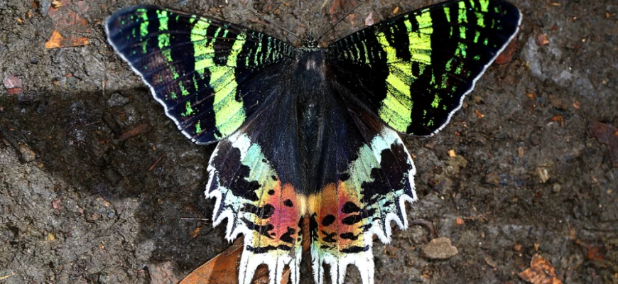 The Madagascar Sunset Moth