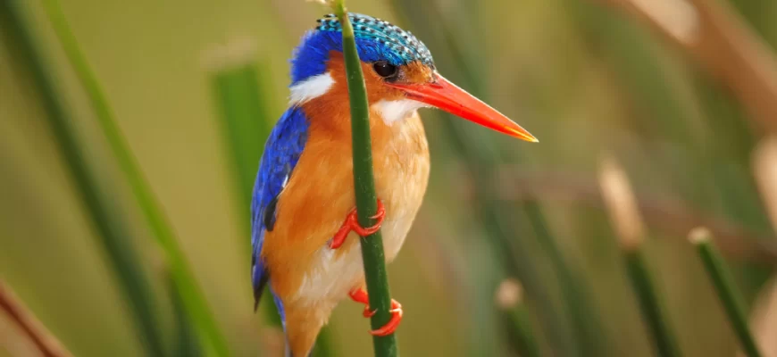 The Malachite Kingfisher