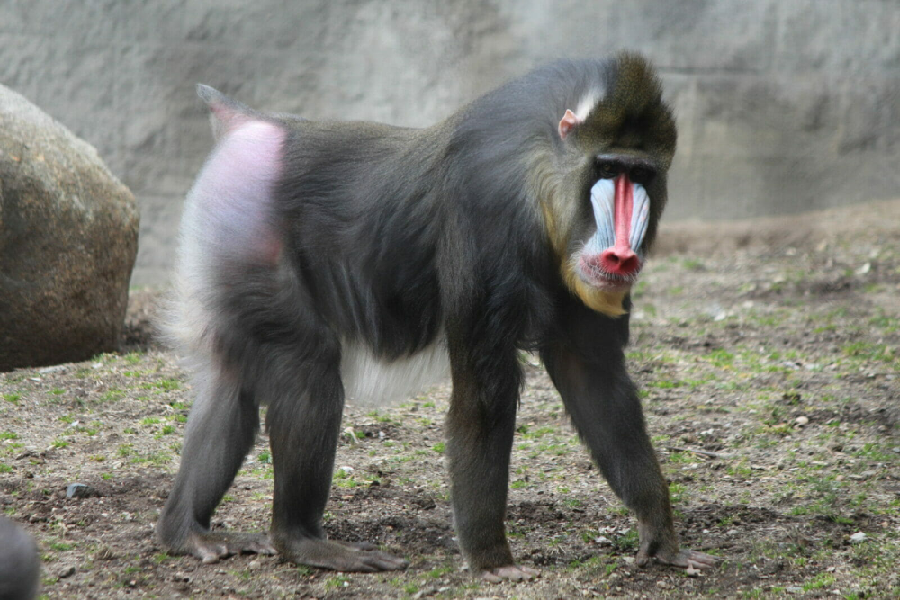 The Mandrill