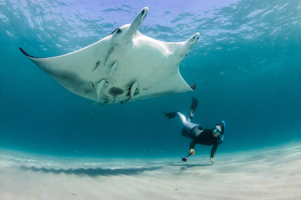 The Manta Ray