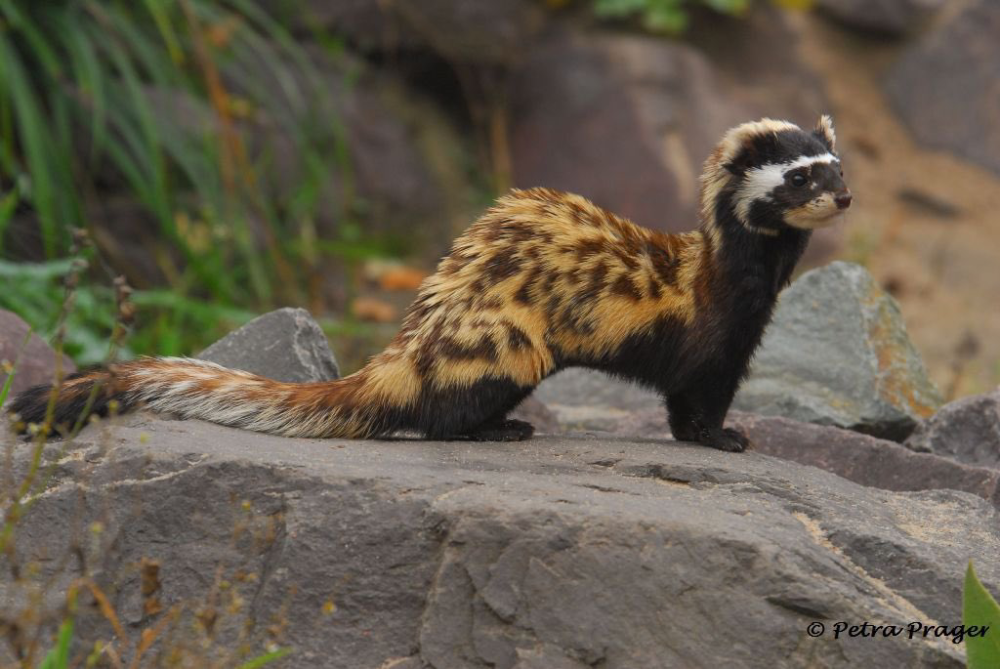 The Marbled Polecat