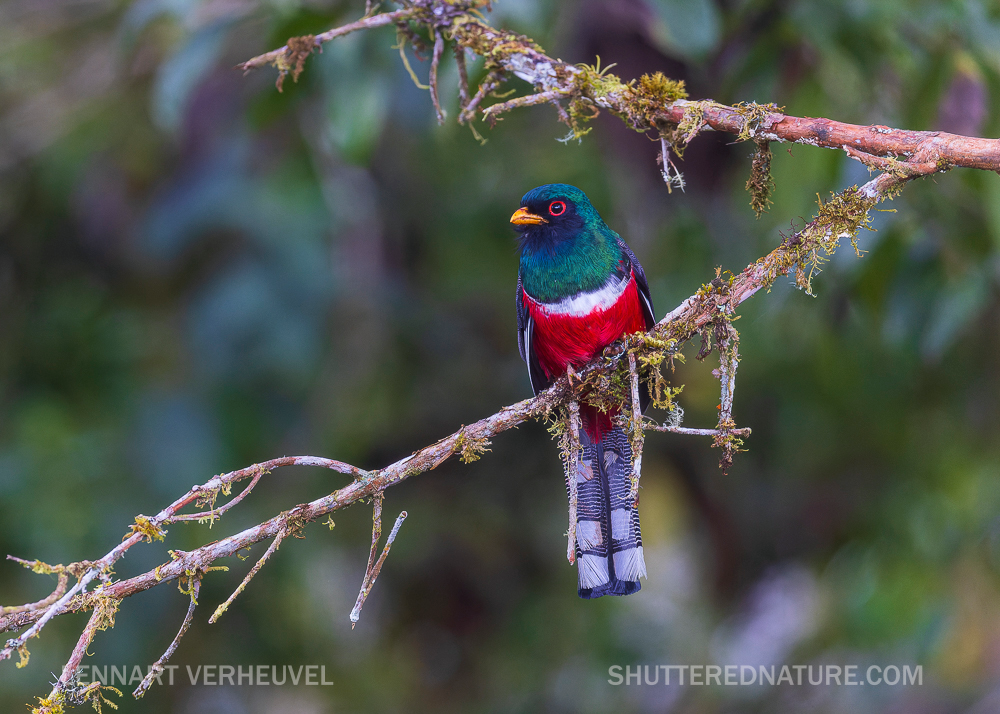 The Masked Trogon