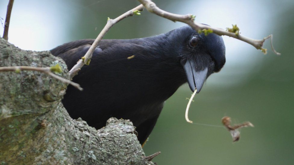 The New Caledonian Crows