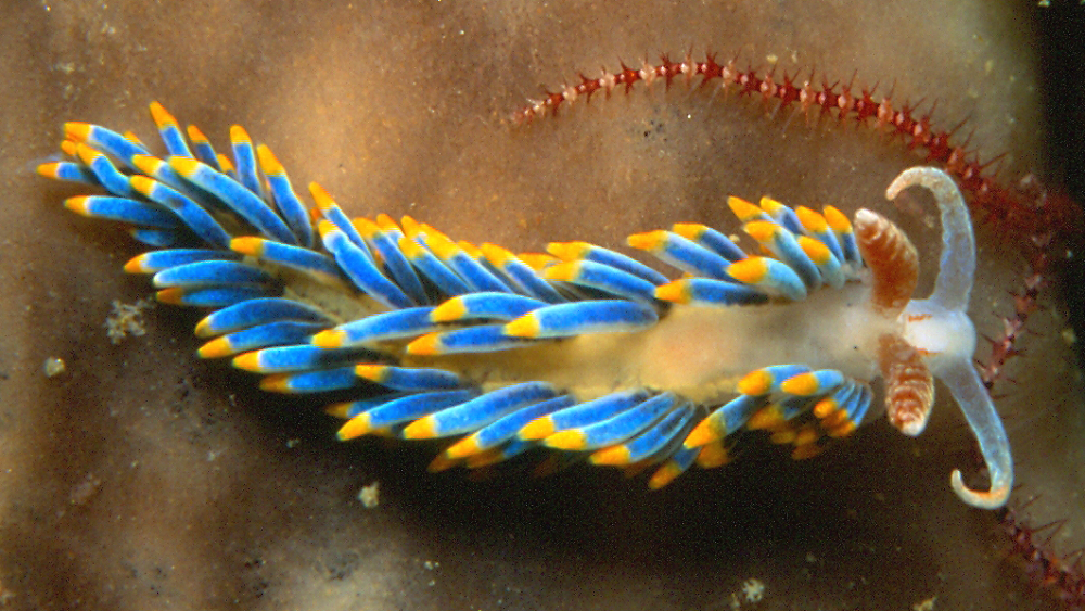 The Nudibranch