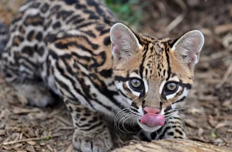 The Ocelot