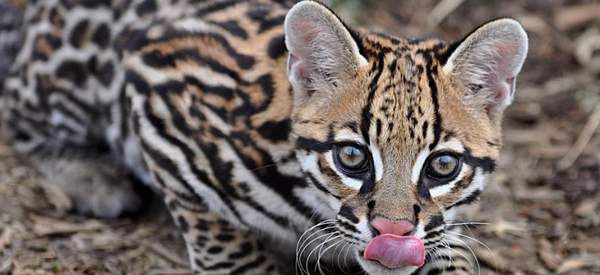 The Ocelot