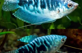 The Opaline Gourami