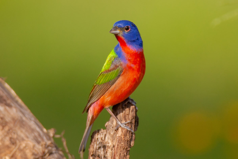 The Painted Bunting