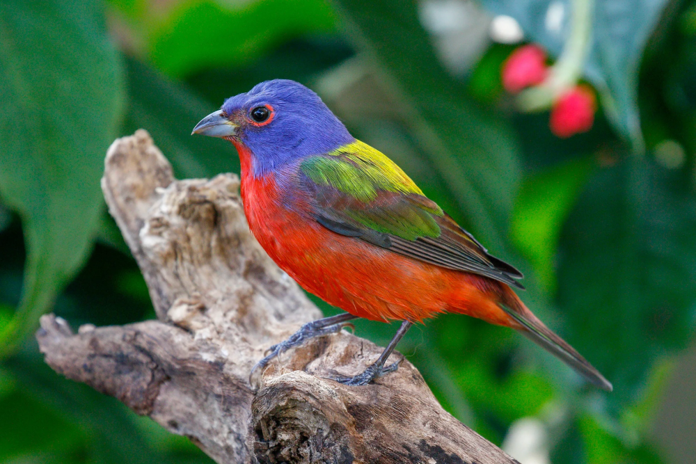 The Painted Bunting