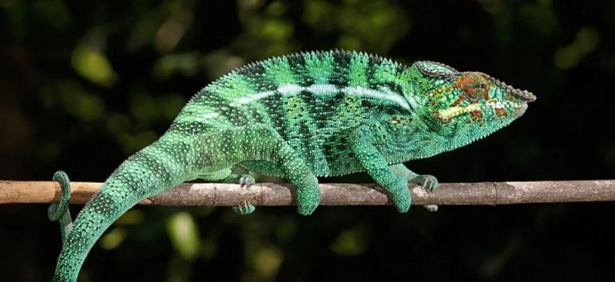 The Panther Chameleon