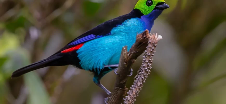 The Paradise Tanager