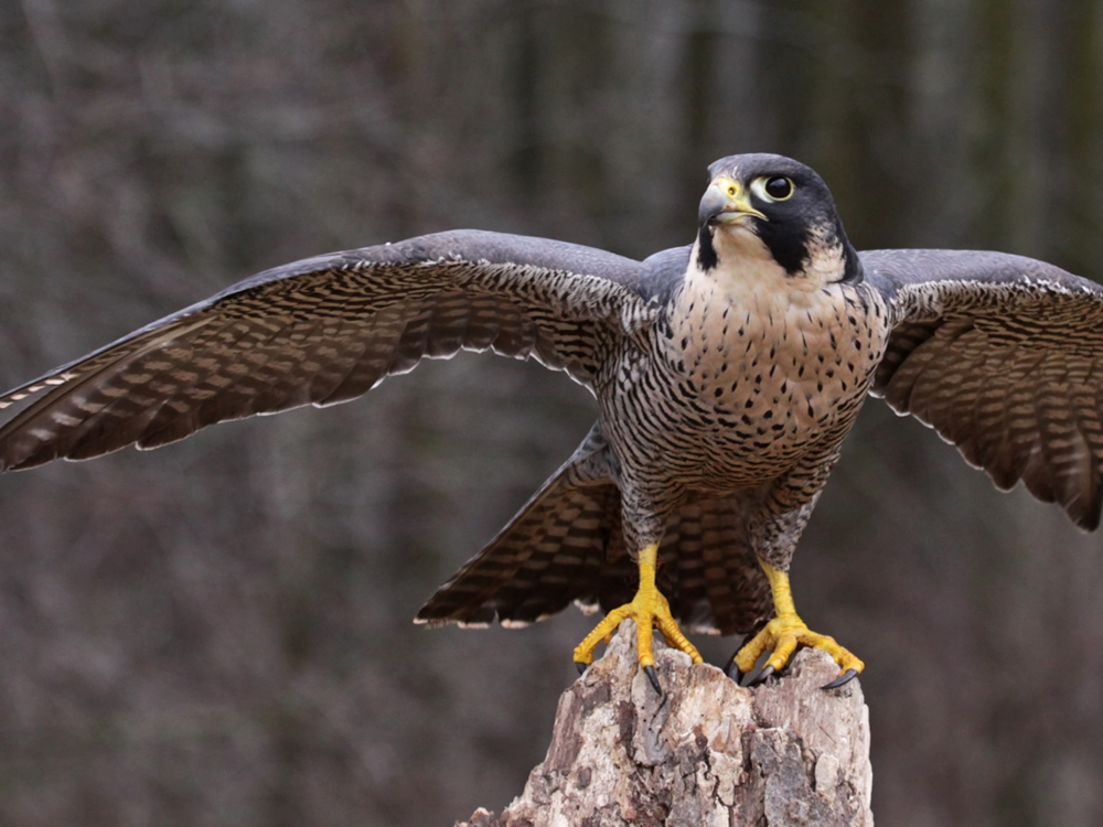 The Peregrine Falcon