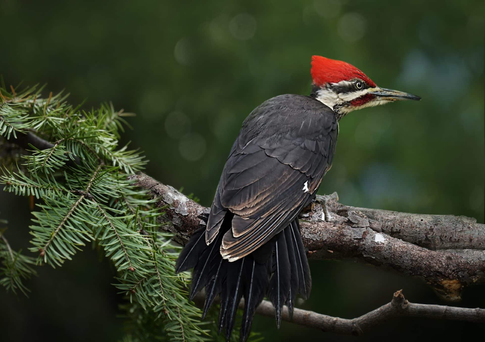 The Pileated Woodpecker