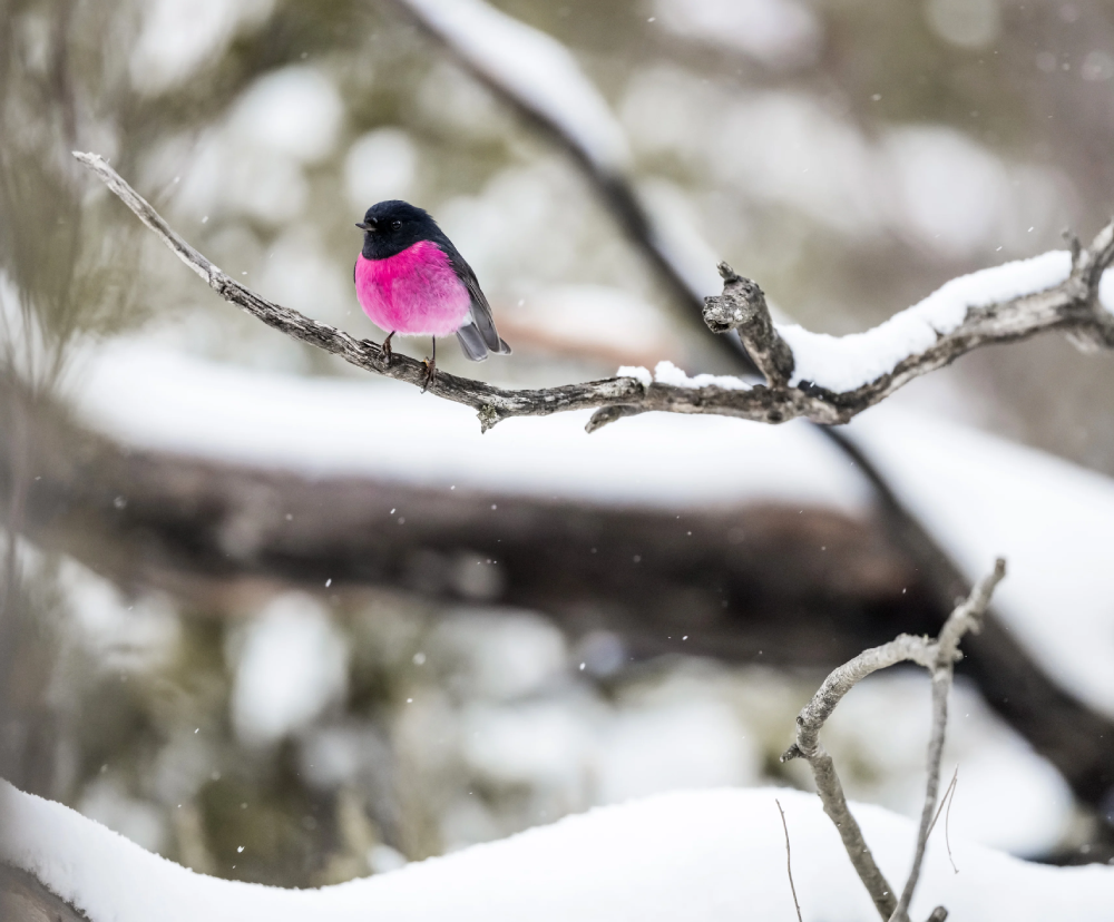 The Pink Robin