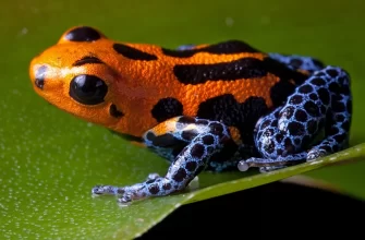 The Poison Dart Frog