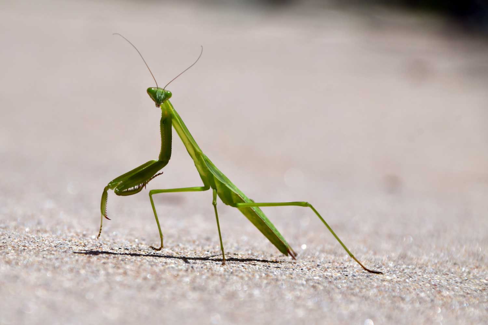 The Praying Mantis