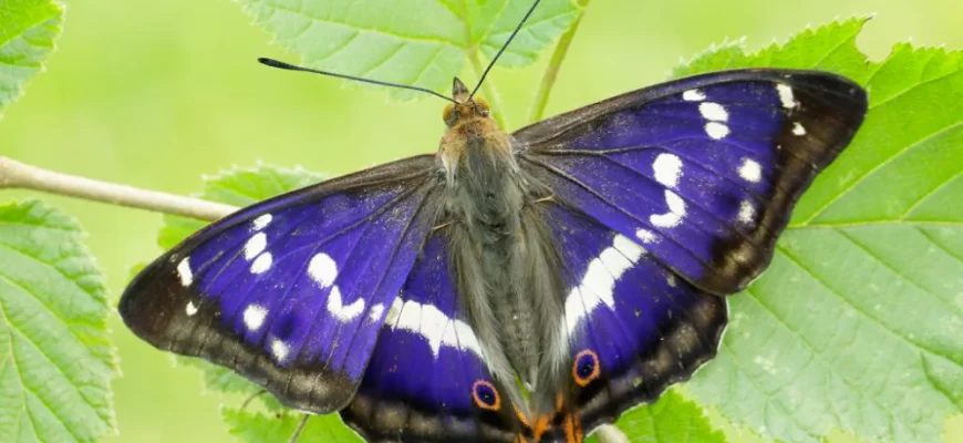 The Purple Emperor Butterfly