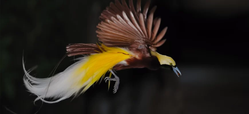 The Raggiana Bird-of-Paradise