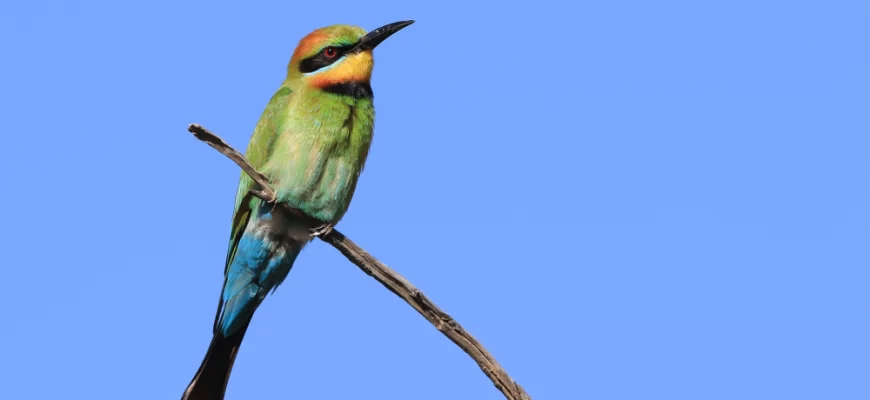 The Rainbow Bee-Eater