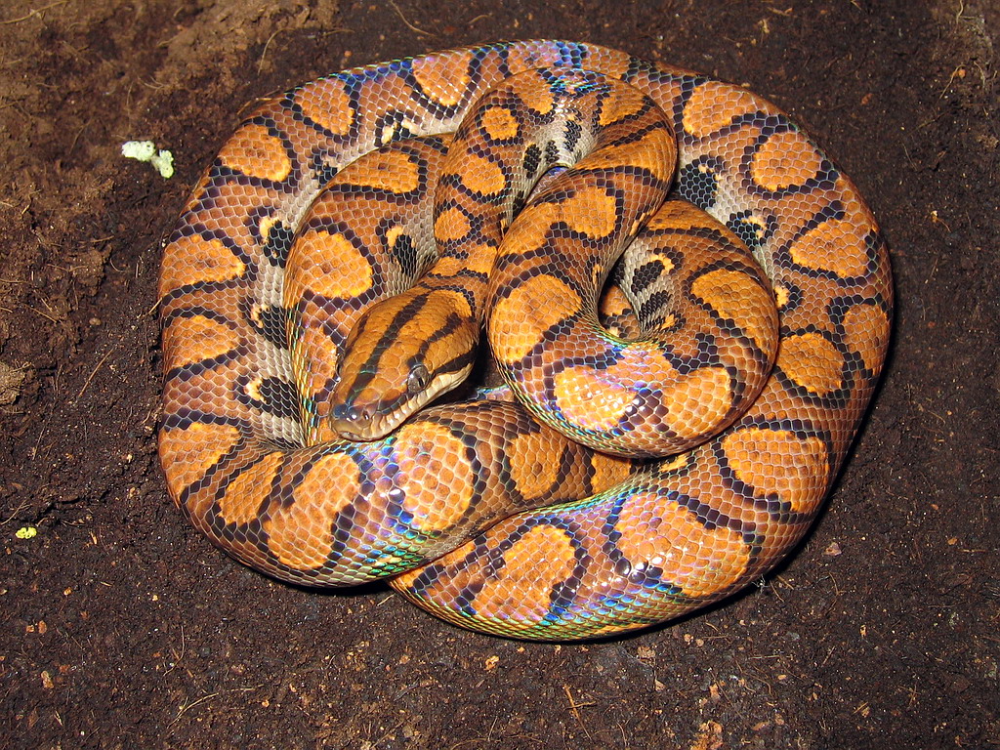 The Rainbow Boa