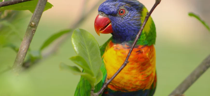 The Rainbow Lorikeet