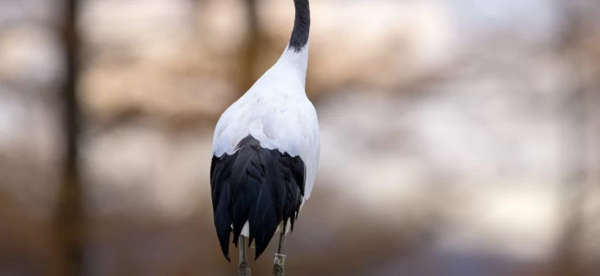 The Red-Crowned Crane