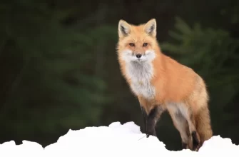 The Red Fox