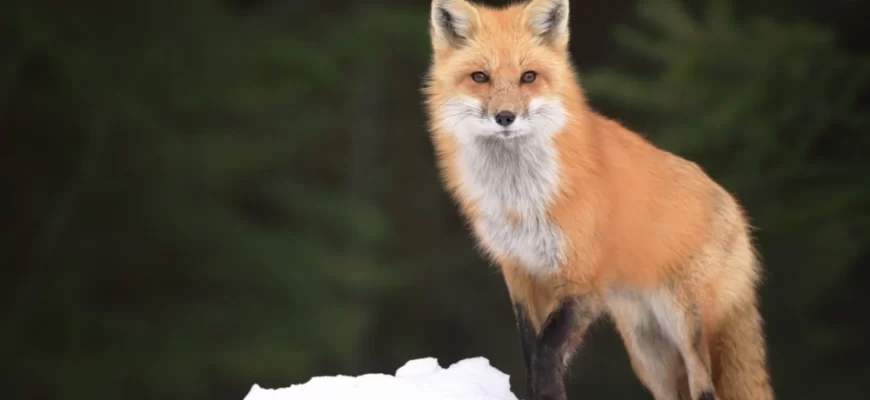 The Red Fox