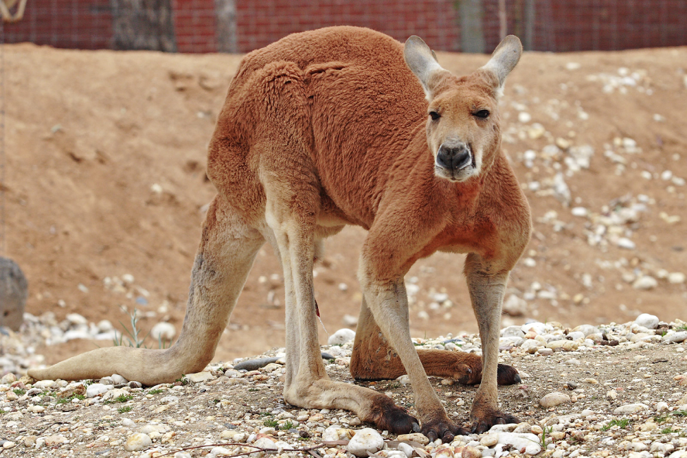 The Red Kangaroo