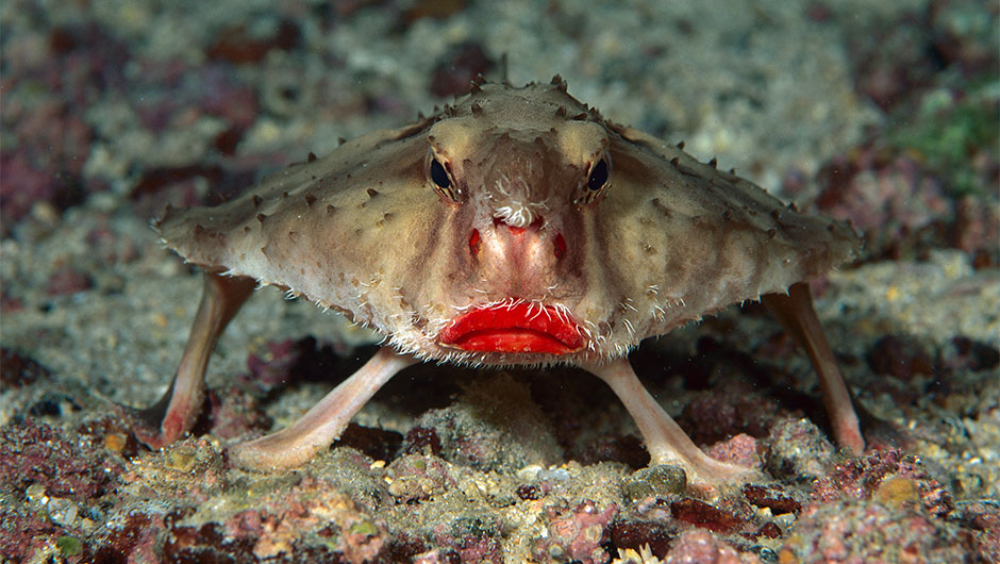 The Red-Lipped Batfish