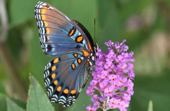 The Red-Spotted Purple Butterfly