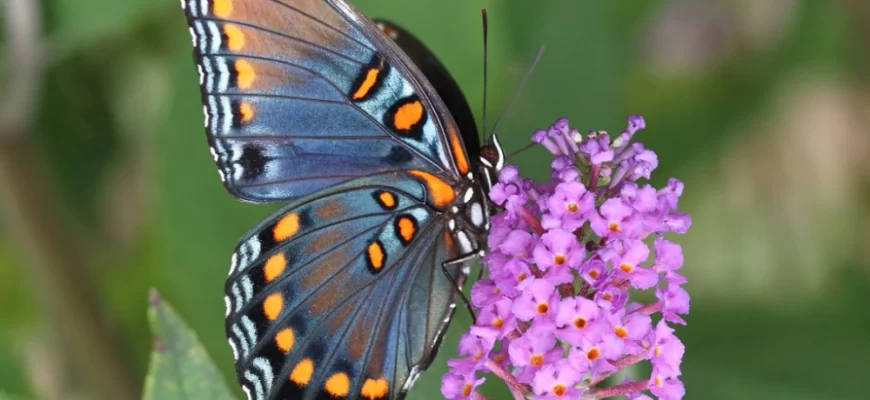 The Red-Spotted Purple Butterfly