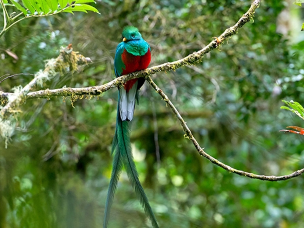 The Resplendent Quetzal