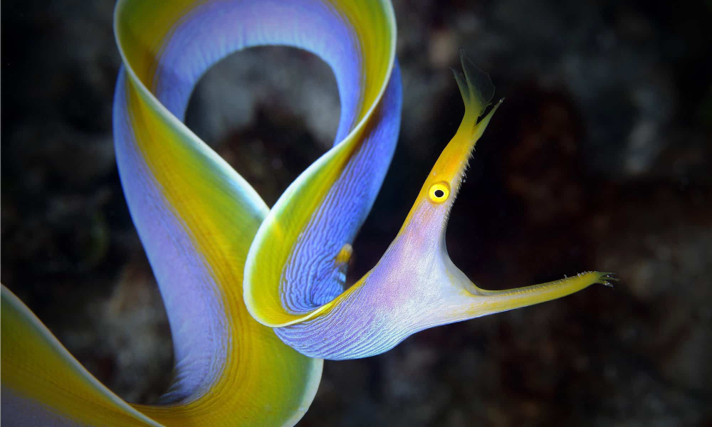 The Ribbon Eel