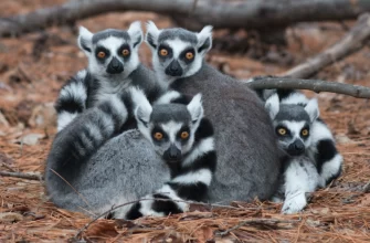 The Ring-Tailed Lemur