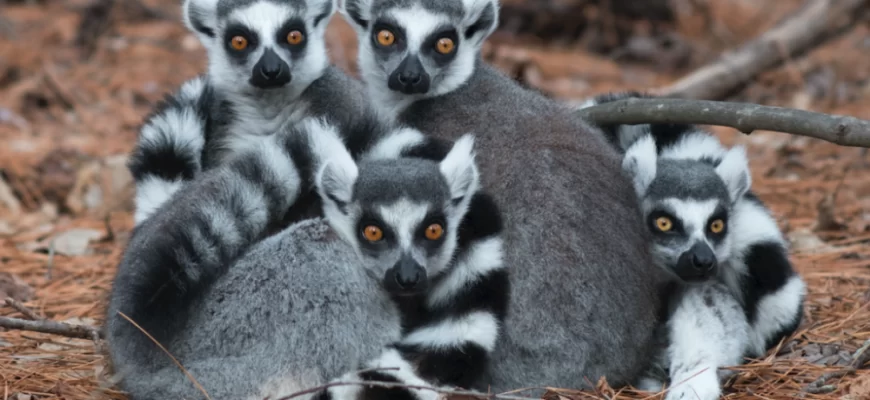 The Ring-Tailed Lemur